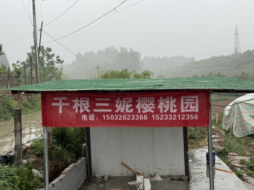 千根三妮樱桃园
