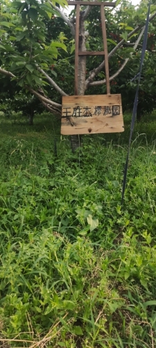 王胜杰樱桃园