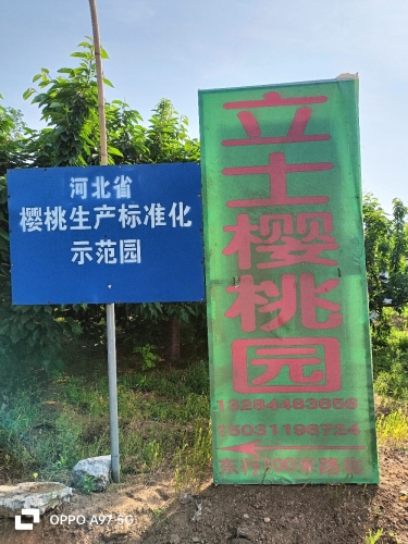 千根立土樱桃园
