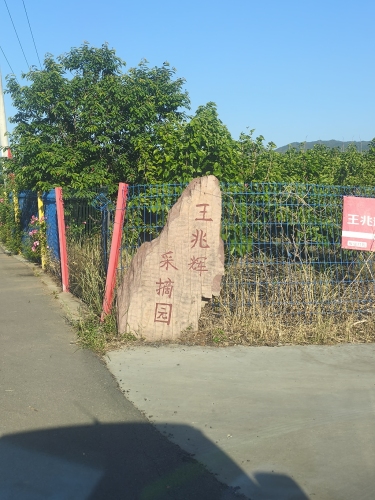 王兆辉樱桃采摘园