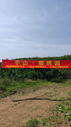 半山·樱桃园