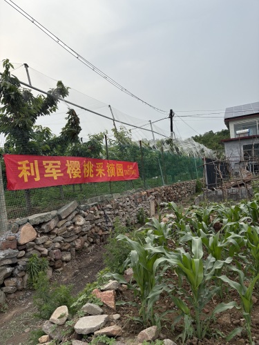 利军樱桃采摘园