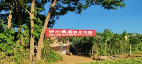 好心情樱桃采摘园