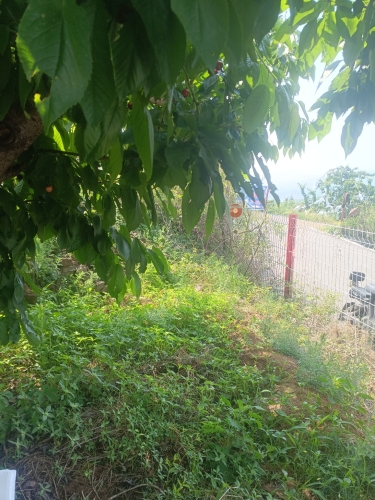 杨国栋樱桃采摘园