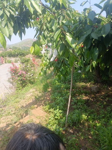 杨国栋樱桃采摘园