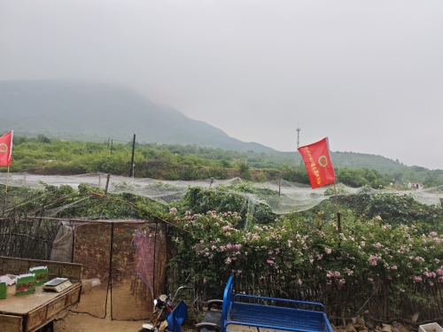 秀丽樱桃采摘园