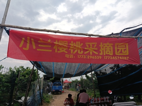 窑上小兰樱桃园