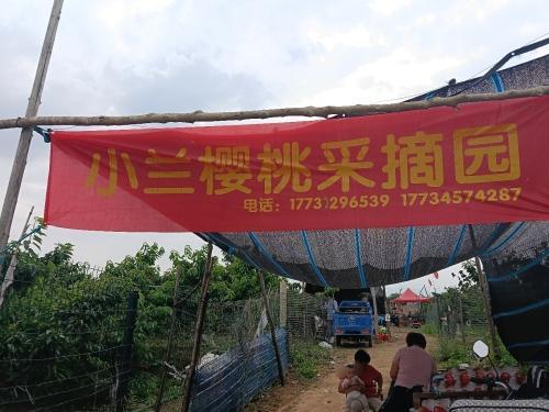窑上小兰樱桃园