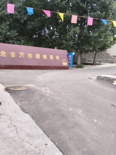杨智渊樱桃采摘园