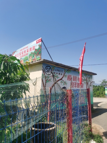 杨立军樱桃采摘园